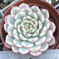 大セール‼️古都の葉さん苗❣️小桃いろは❣️札付き❗️多肉植物 抜き