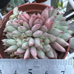 古都の葉さん　小桃いろは　札付き　メルカリ便 古都の葉さん 小桃いろは 札付き メルカリ便 2025年最新】古都の 小桃