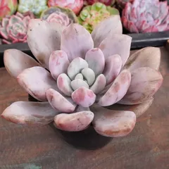 2025年最新】多肉 オパリナ錦の人気アイテム - メルカリ