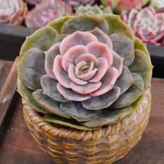 ❤️専用出品❤️ブルーサプライズ錦❤️抜き苗❤️ブルー札 2025年最新】ブルーサプライズ錦の人気アイテム - メルカリ