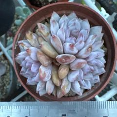 古都の葉さん 小桃いろは メルカリ便 札付き・抜き苗 古都の葉さん 小桃いろは メルカリ便 札付き・抜き苗 古都の葉さん