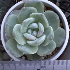 古都の葉さん　小桃いろは　札付き　メルカリ便 大セール‼️古都の葉さん苗❣️小桃いろは❣️札付き❗️多肉植物 抜き