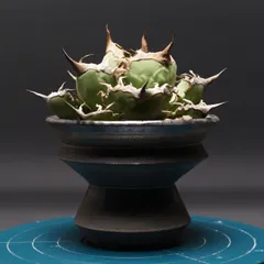 2025年最新】阿修羅 アガベの人気アイテム - メルカリ