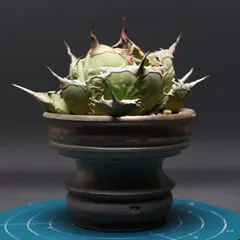 2026年最新】メリクロン アガベの人気アイテム - メルカリ