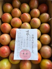 岐阜県飛騨産 トマト  訳あり　青めのトマト