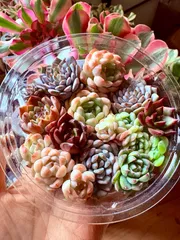 セル苗メイン 3cm前後の寄せ植え用小苗12個セット