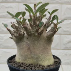 2025年最新】アデニウム ブラックスキンの人気アイテム - メルカリ