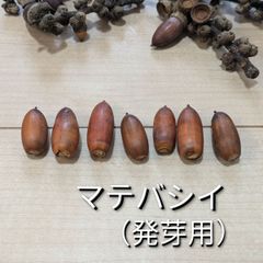 マテバシイ 発芽用 15粒