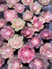 発根済み アエオニウム 9株セット  カラフル多肉植物 寄せ植え向け 安定成長タイプ