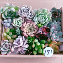 171 多肉植物寄せ植えセット