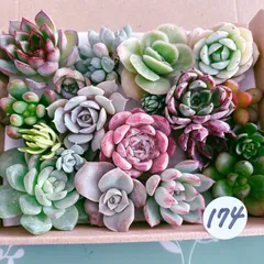 2025年最新】多肉 カット苗セットの人気アイテム - メルカリ