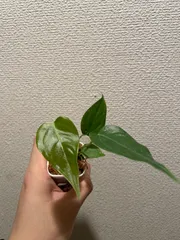 2025年最新】アンスリウム ベイチーの人気アイテム - メルカリ