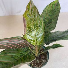 観葉植物　アグラオネマ レッドアーミー 4号 個体B(現品)　インテリアグリーン 室内園芸 オシャレ カワイイ 可愛い(505384)