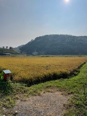 農家直送 農薬不使用 10キロ 令和7年産 ちほみのり 黒米300gおまけ