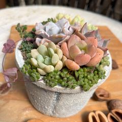 お買い得！！ リメイク鉢 リメ鉢 2 2.5 3号鉢6個セット - メルカリ