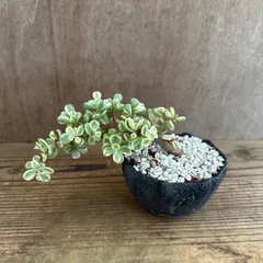 ★萬古焼★ ポーチュラカリア 桃子の舞 Portulacaria afra f.variegata カナボウノキ科 ポーチュラカリア属 観葉植物 観葉 植物 インテリア プレゼント おしゃれ かわいい グリーン
