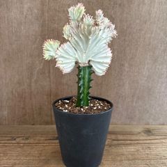 多肉植物 サボテン(白檀)カキコ | Beli pada Mercari dari Jepun! | Buyee