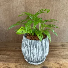 マドカズラ 陶器鉢 現品  Monstera friedrichsthalii   窓葛  サトイモ科  モンステラ属 観葉植物 観葉 植物 インテリア プレゼント おしゃれ かわいい  グリーン 嬉しい便り  壮大な計画  深い関係