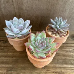 多肉植物　韓国苗3個セット（いちご杏仁、ハニーピーチ、ソロモン）エケベリア 素焼鉢 現品 観葉植物 観葉 植物 多肉 カクタス サボテン ハオルチア インテリア プレゼント ミニ 小さい おうち時間