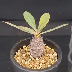 y*u様 ユーフォルビア　パキポディオイデス　発根済み　超特大 ユーフォルビア：パキポディオイデス 2.5号鉢植え* の通販