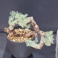 モンソニア　ムルチフィダ　ムルチフィズム　現地株　盆栽風 モンソニア ムルチフィダ ムルチフィズム 現地株 盆栽風