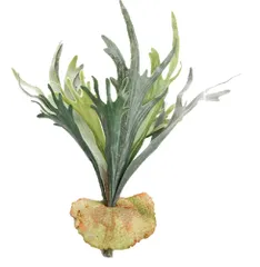 【数量限定】フェイクグリーン 壁掛け 吊り下げ 造花 人工 観葉植物 エアープランツ インテリア 装飾 エアプランツ (コウモリラン大)