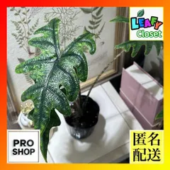 2025年最新】alocasia jacklynの人気アイテム - メルカリ