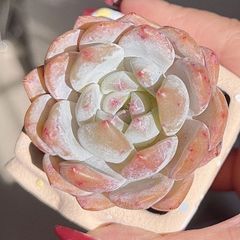 マーガレットレッピン錦 超美苗 エケベリア 多肉植物 人気韓国苗