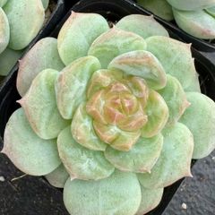 マーガレットレッピン錦 超美苗 エケベリア 多肉植物 人気韓国苗