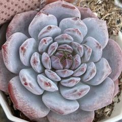 1特選良質中株 アガベ チタノタ 白鯨 強棘 大株 美株 - メルカリ