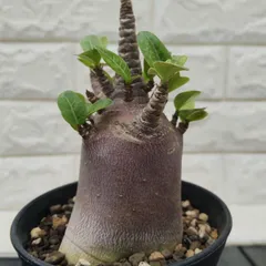 2025年最新】アデニウム ブラックスキンの人気アイテム - メルカリ