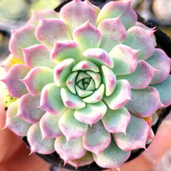 沙羅姫牡丹　大群生株 2025年最新】沙羅姫牡丹の人気アイテム - メルカリ