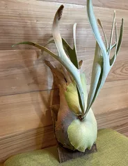 2025年最新】レモイネイの人気アイテム - メルカリ