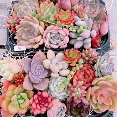 多肉植物 寄せ植えset 大き目大盛り♡B(おまけタンユエンチーズ特大1株付）