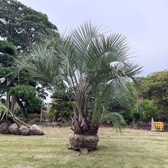 ココスヤシ　5m前後 ココスヤシ植え替え】ココスヤシの鉢植えは何年大丈夫？！ - YouTube