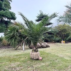 ココスヤシ　5m前後 P1010005-1024x768.jpg