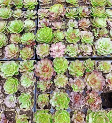 2025年最新】花月夜 アエオニウムの人気アイテム - メルカリ