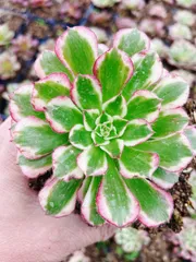 2025年最新】多肉アエオニウムの人気アイテム - メルカリ