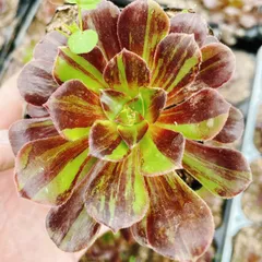 オーロラ 1苗 根付き 多肉植物 アエオニウム 抜き苗