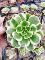 多肉植物 アエオニウム グリーンビーンペースト 抜き苗（根付き）②
