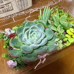 多肉植物カット苗詰め合わせ　デカベリア入り　寄せ植えセット