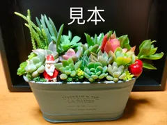 多肉弁当　普及種セット③ 71T228mvAFL._AC_UF1000,