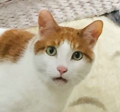 やせねこ様 TシャツClinging Cat「せなかねこ」バックプリント：ライトグレー | necoya ホビー・楽器・アート