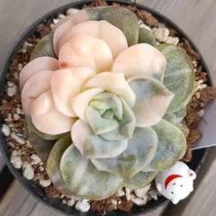 2025年最新】ラブリーローズの人気アイテム - メルカリ 2025年最新】ラブリーローズの人気アイテム - メルカリ