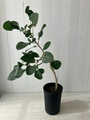新品種❗️フィカス ベンガルレンシス ジョイハート ゴムの木 観葉植物