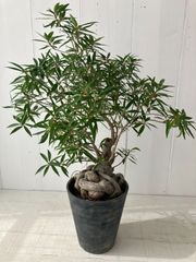 希少 OLIVE オリーブ 根上り 盆栽 仕立て 細川政巳 大鉢 古木 - メルカリ