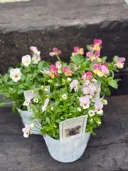 りんりん様専用　ビオレッタおまとめ3つセット