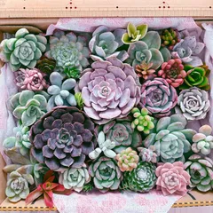 大きめ苗入り 多肉植物寄せ植えセット