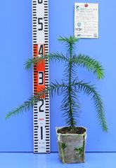 Abies alba Pendula もみの木 枝垂れ 針葉樹 | Mercari