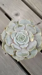 2025年最新】多肉 ローラ錦の人気アイテム - メルカリ